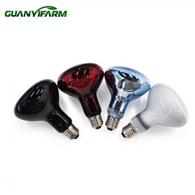 נורות זוחלים R63